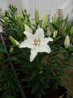 [5296 Iceclear No02.JPG]